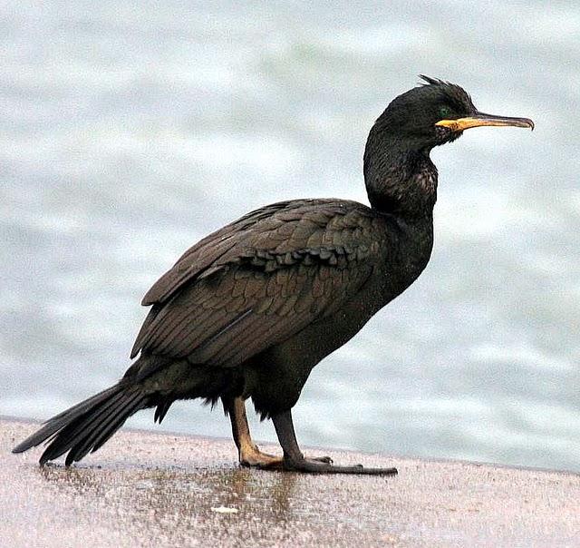 CORMORÁN MOÑUDO-PHALACROCORAX ARISTOTELIS-SHAG