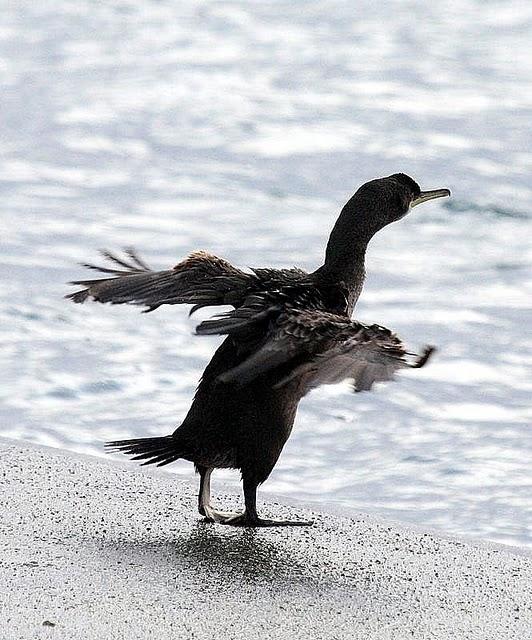 CORMORÁN MOÑUDO-PHALACROCORAX ARISTOTELIS-SHAG