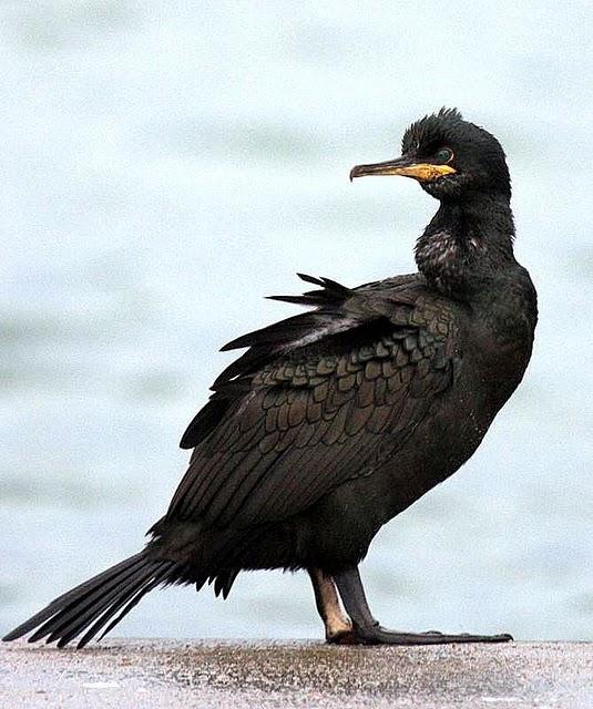 CORMORÁN MOÑUDO-PHALACROCORAX ARISTOTELIS-SHAG