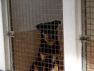 * GOLFO * ABANDONADO Y DETRÁS DE LA GENTE PIDIENDO AYUDA Y ALGUNA MIGAJA DE CARIÑO.....