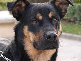 * GOLFO * ABANDONADO Y DETRÁS DE LA GENTE PIDIENDO AYUDA Y ALGUNA MIGAJA DE CARIÑO.....