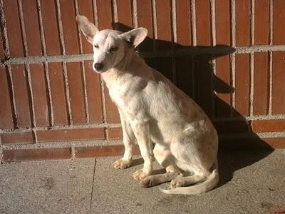 Un milagro para esta podenca en la calle.