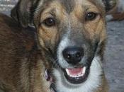 GRANADA IKER, tirado desde coche marcha descampado