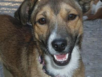 GRANADA - IKER, tirado desde un coche en marcha a un descampado