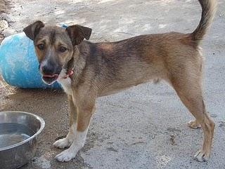 GRANADA - IKER, tirado desde un coche en marcha a un descampado