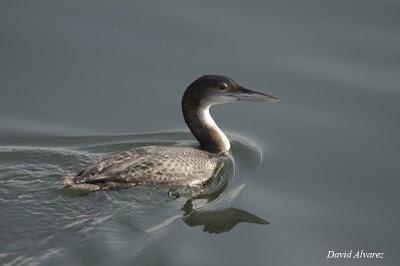 Un buen año de colimbos y zampullines