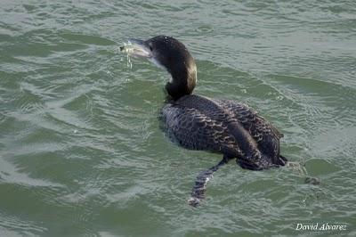 Un buen año de colimbos y zampullines