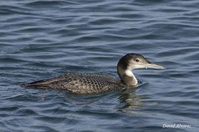 Un buen año de colimbos y zampullines