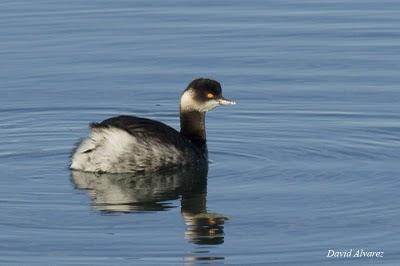 Un buen año de colimbos y zampullines