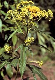 Gavilan controla la diarrea el asma,antidiabetica