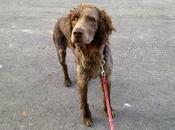 KOIKILI, CRUCE SETTER/BRACO años adopción, Bizkaia