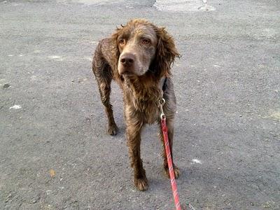 KOIKILI, CRUCE SETTER/BRACO de 3 años en adopción, Bizkaia
