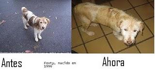 Buscando hogar Fox Terrier