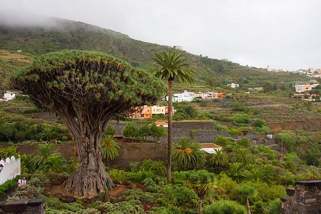 El Drago Milenario de Icod de los Vinos - Tenerife