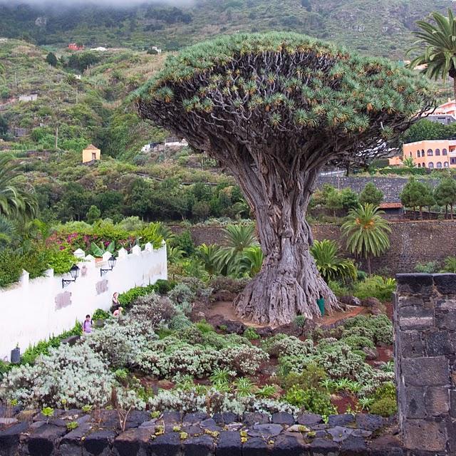 El Drago Milenario de Icod de los Vinos - Tenerife