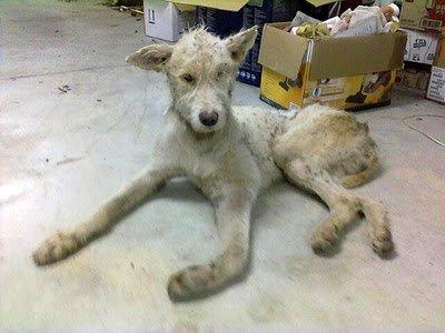 Noel tirado en la carretera con las patas rotas y sin un ojo.