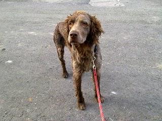 KOIKILI, CRUCE SETTER/BRACO de 3 años en adopción, Bizkaia