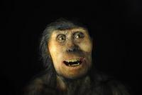 Los neandertales también comían verduras cocinadas