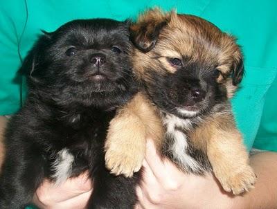 Beyonce y Ricky, hermanitos peludos en adopción (Murcia)