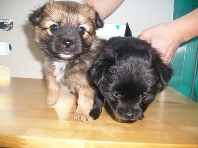 Beyonce y Ricky, hermanitos peludos en adopción (Murcia)