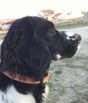 Toledo. Caído en el olvido... MARCO, AYUDA DESDESPERADA PARA ÉL... POR FAVOR.....