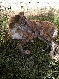 Galgo herido en la calle-Cuenca