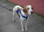 Cruce pointer joven abandonada.jerez