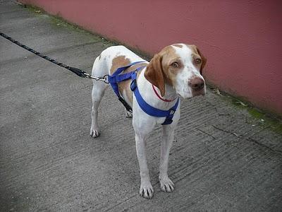 CRUCE DE POINTER JOVEN ABANDONADA.JEREZ