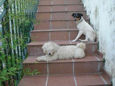 SOS JEREZ CADIZ CANICHE HEMBRA Y BODEGUERO MACHO ABANDONADOS EN ZONA RURAL.