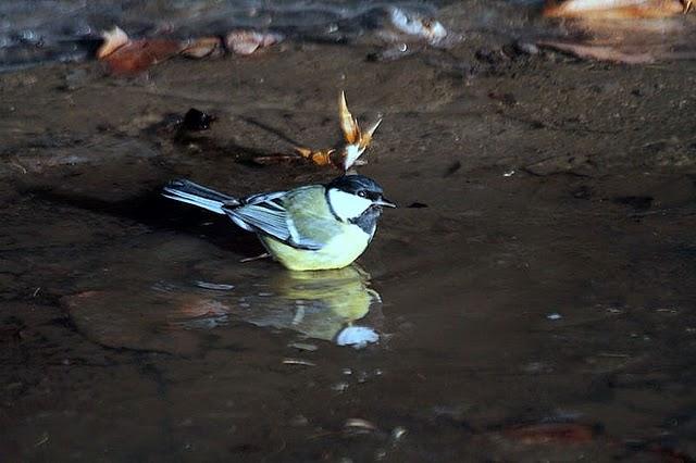 PARQUE DE LA TACONERA EL FINAL DEL AÑO