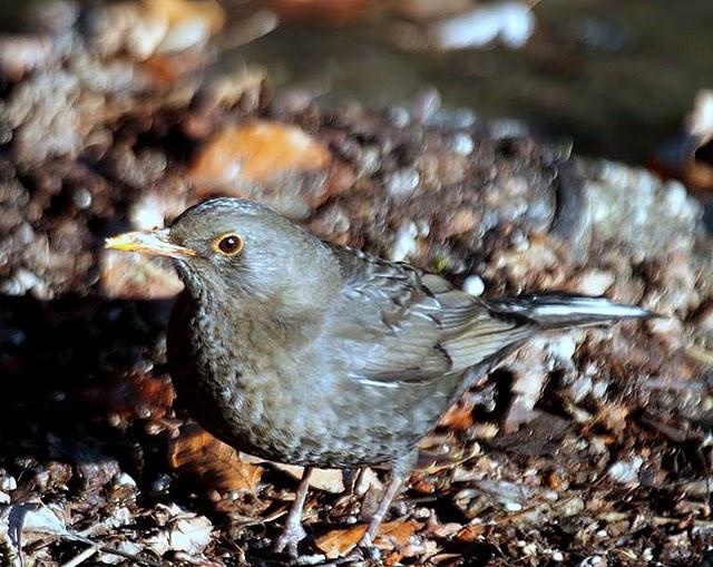 PARQUE DE LA TACONERA EL FINAL DEL AÑO