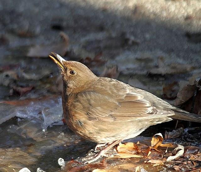 PARQUE DE LA TACONERA EL FINAL DEL AÑO
