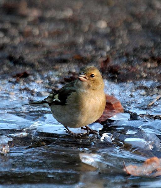 PARQUE DE LA TACONERA EL FINAL DEL AÑO