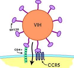 ccr5 hiv co receptor Cura del VIH con células madre   realmente?
