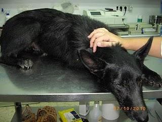 Lo sacrifican el 6 de enero en la perrera, cruce de pastor belga (Córdoba)