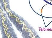 Retrasar envejecimiento activando telomerasa Ta-65