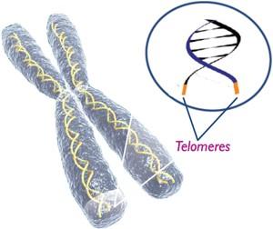 Retrasar el envejecimiento activando la telomerasa con Ta-65