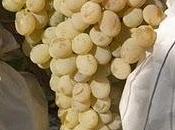 Uvas suerte Valle Vinalopó (FELIZ NUEVO)