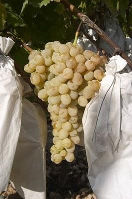 Uvas de la suerte del Valle de Vinalopó (FELIZ AÑO NUEVO)