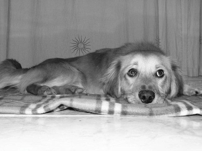 Yogui, un perro ideal buscando humano que lo quiera