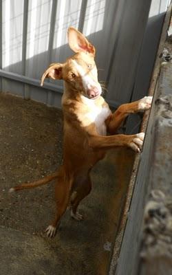 A estas dos podenquitas las sacrifican en 7 días. MUY URGENTE!!!!