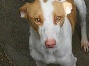 estas podenquitas sacrifican días. URGENTE!!!!