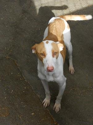 A estas dos podenquitas las sacrifican en 7 días. MUY URGENTE!!!!