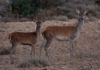 El Ciervo - Red Deer (Cervus elaphus) en Aragón