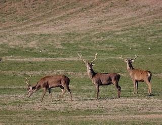 El Ciervo - Red Deer (Cervus elaphus) en Aragón