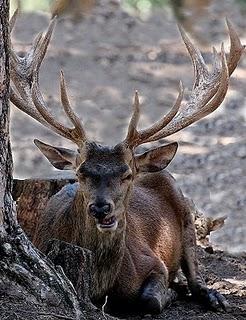 El Ciervo - Red Deer (Cervus elaphus) en Aragón