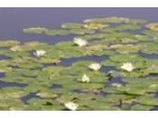 Trabajos conservación Córdoba nenúfar blanco