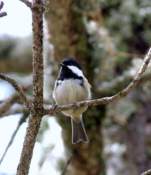 CARBONERO GARRAPINOS-PARUS ATER-COAL TIT