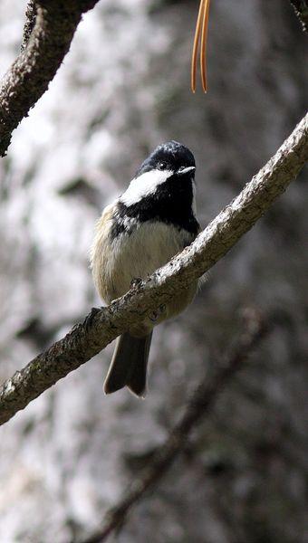 CARBONERO GARRAPINOS-PARUS ATER-COAL TIT