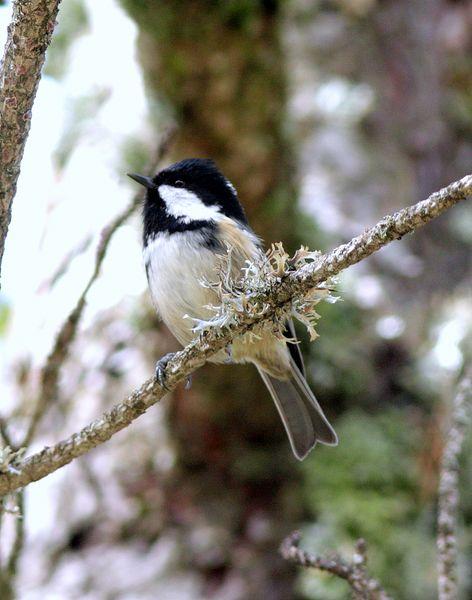 CARBONERO GARRAPINOS-PARUS ATER-COAL TIT
